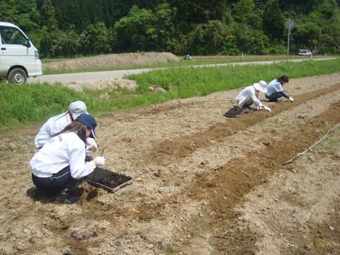 長崎大豆植え付け2