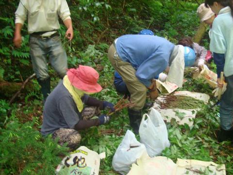 長崎ミズブキ植え付け1