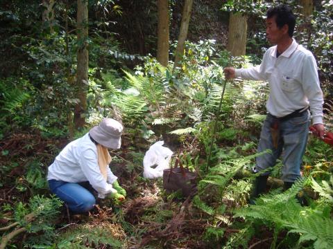 長崎ミズブキ植え付け3