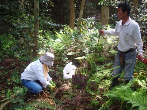 長崎ミズブキ植え付け3