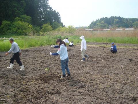 長崎くるみ植え付け