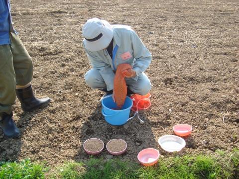 種をわける作業