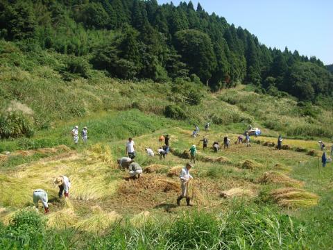 稲刈り作業の様子