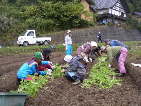 中島菜の植付け