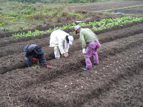 タマネギの苗の植付け