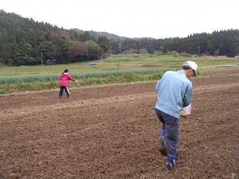 小麦の種まき