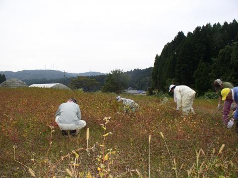 そばの収穫