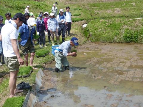 田植え見本