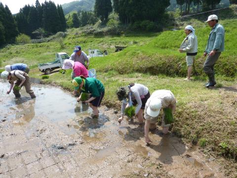 田植え作業2