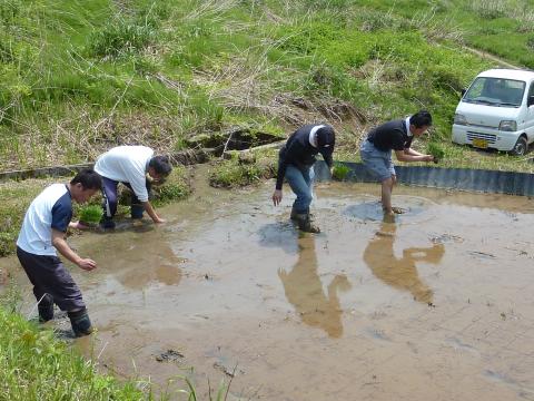 田植え作業3