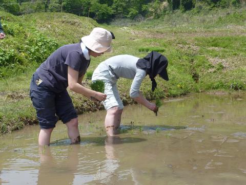 田植え作業5