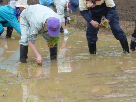 0522木滑田植え3