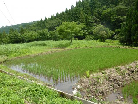 田んぼの様子