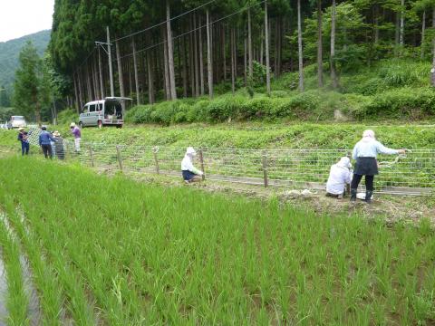 いのしし防護柵設置1