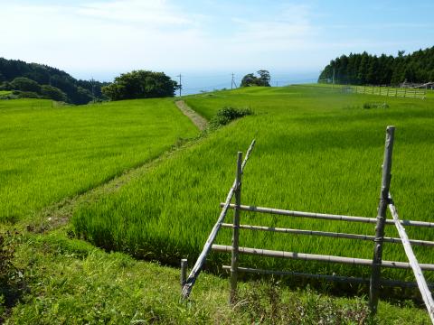 棚田写真