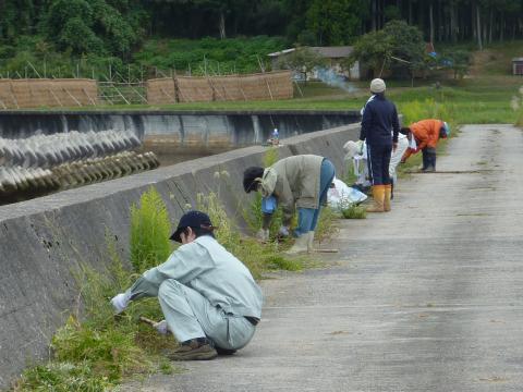 手鎌での作業の様子2