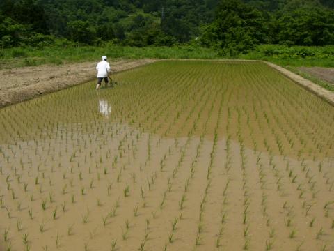 釜の上の田んぼ