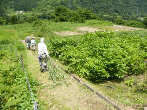 枝木の運搬2