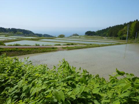 輪島小池散策1