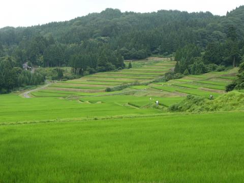 棚田の風景1