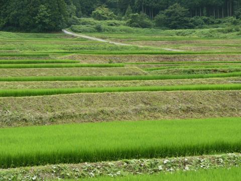 棚田の風景2