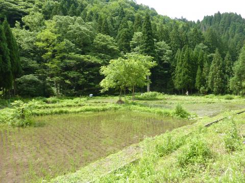 東谷地区の田んぼ1