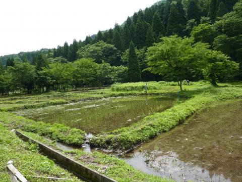 東谷地区の田んぼ2