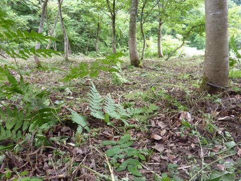 東谷地区ゼンマイ