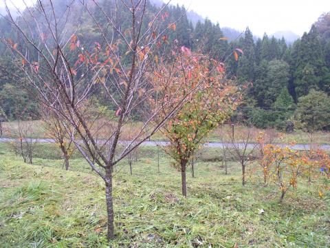 桜の樹