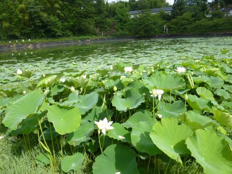 金沢小池蓮の花