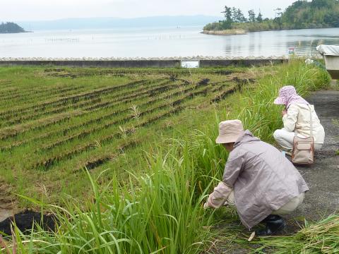 海沿いの農道での草刈り1