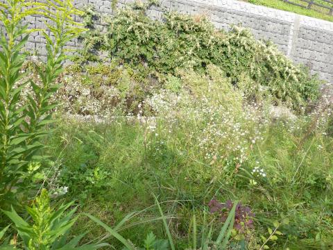 川沿いの草刈り