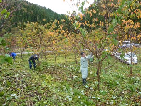 桜の蔓の作業