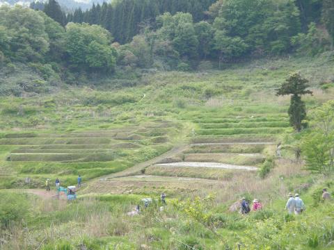 大呑の棚田