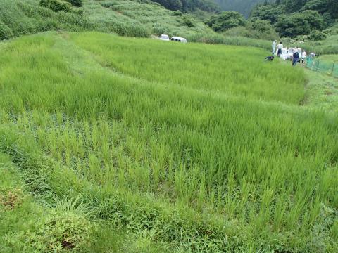 大呑稲の成長