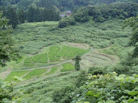 大呑林道から田んぼ