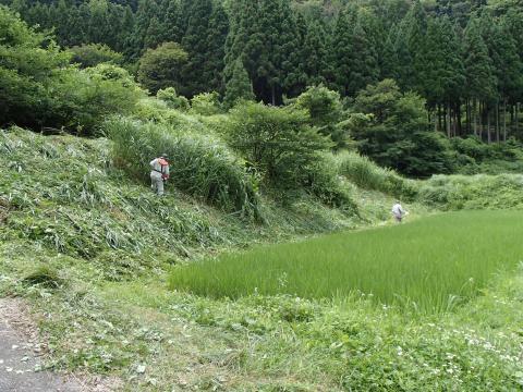 洲巻作業