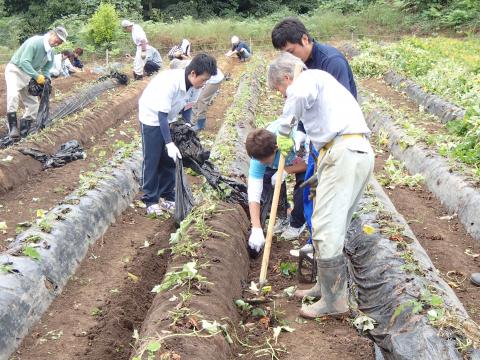 マルチを外す作業