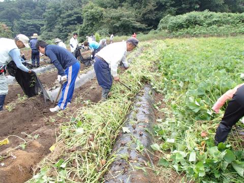 蔓を刈る作業