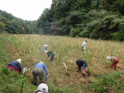 まこも田の草刈り1