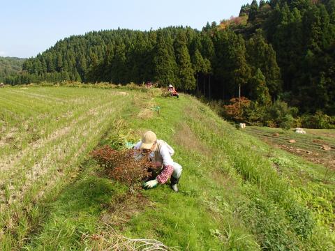 キリシマツツジ周りの草刈り1