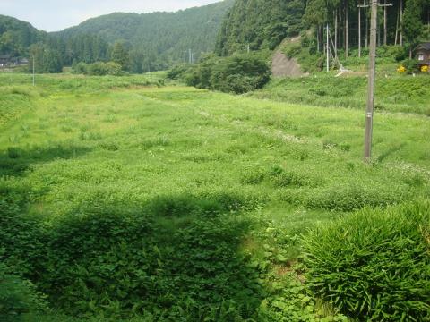 春蘭の里作業前1