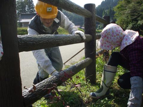 春蘭除草1