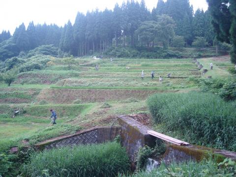 吉ヶ池作業の様子1