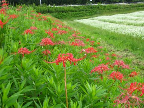 興津地区の彼岸花