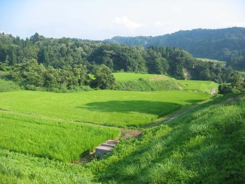 興津地区の棚田