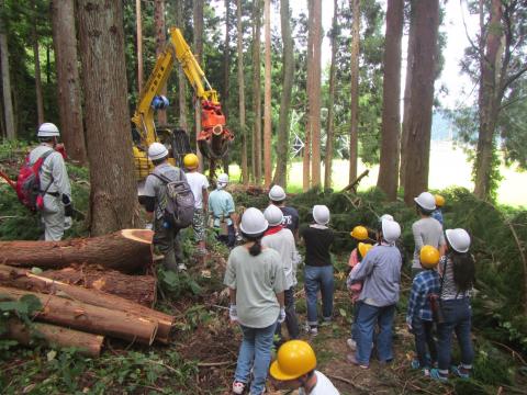 間伐現場見学の様子（木寄せ）