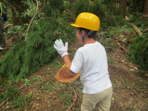 間伐現場見学の様子