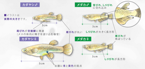 カダヤシ3