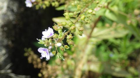 オオカワヂシャ花